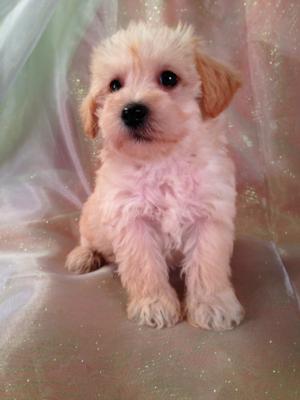 Great News!  Purebredpups ships to Schnoodle buyers and Schnoodle Breeders for only $150. From California to Florida, up to Pennsylvania, Massachusetts, and Maryland, Trust Purebredpups to deliver at some of the best prices the internet has to offer!